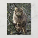Search for long haired cat postcards Animals
