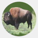 Search for american buffalo stickers Hunting