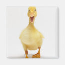 Search for duckling magnets Full length