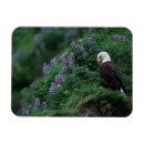 Search for alaska eagle magnets North america