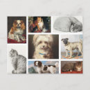 Search for dog photos postcards Collage