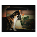 Search for goldfish posters Pets