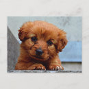 Search for sweetness postcards Pet