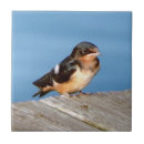 Search for swallow tiles Animal