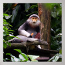 Search for primate posters Forest