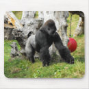 Search for silverback gorilla electronics Animals