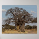 Search for baobab tree posters Nature