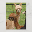 Search for alpaca postcards Wool