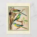 Search for vintage tropical postcards Antique