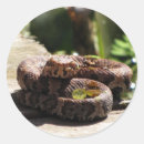 Search for snake stickers Wild