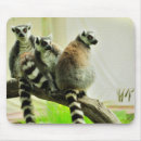 Search for ring tailed mousepads Madagascar