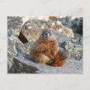 Search for marmot postcards Cute