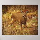 Search for odocoileus posters Animal