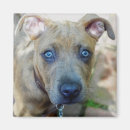 Search for pit bull magnets Puppy