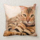 Search for grey cat cushions Quote