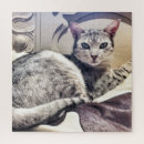 Search for ocicat Feline