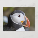 Search for shown postcards Black