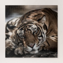 Search for tiger face puzzles India