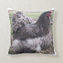 Search for hen cushions Poultry