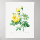 Search for yellow rose art Flowers