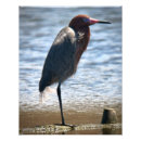 Search for reddish posters Egret