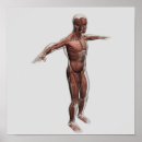 Search for muscular anatomy posters Biology
