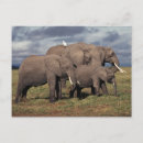 Search for elephant stamp postcards Amboseli national park