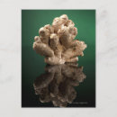 Search for photography business postcards Freshness