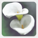 Search for calla lily stickers Flowers