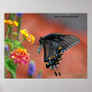 Search for butterfly posters Black