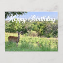 Search for wilderness birthday cards Landscape