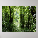 Search for rain forests posters Nature
