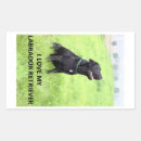 Search for black labrador stickers Pets