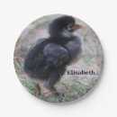 Search for chicken paper plates Bird