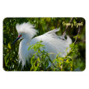 Search for egrets magnets Avian