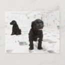 Search for bizarre postcards Animal
