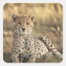 Search for endangered animals stickers Environment