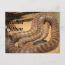 Search for pythons postcards Reptile