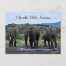 Search for watering hole postcards Africa