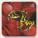Search for darts coasters Nature