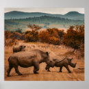 Search for rhinos posters Safari