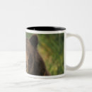 Search for brown bear mugs Wildlife