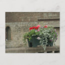 Search for geraniums postcards Photography