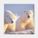 Search for sows magnets Ak