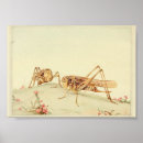 Search for vintage insect posters Butterflies