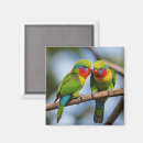 Search for lorikeets magnets Wildlife