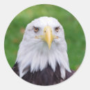 Search for eagle eyes stickers Animal