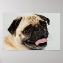 Search for pug picture posters Canine