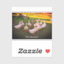 Search for quackers Cute