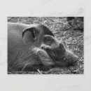 Search for hogs postcards Animal
